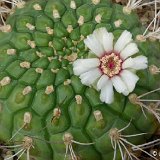 Gymnocalycium pflanzii zegarrae v. riograndense ©JLcoll.1971.JPG